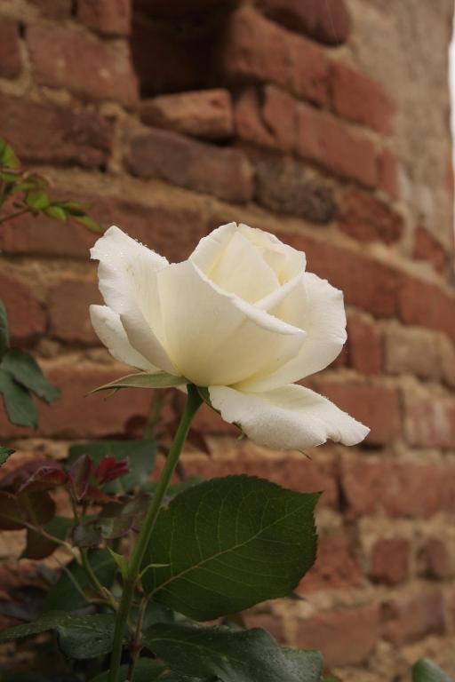 Domaine De Belcayre Bed & Breakfast Montauban Exterior foto