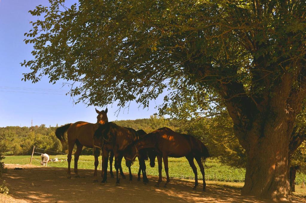 Domaine De Belcayre Bed & Breakfast Montauban Exterior foto